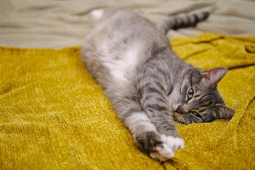 Pregnant cat stretched out on a yellow bedspread, belly closeup