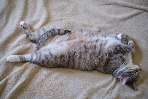 Pregnant cat stretched out on a gray bedspread, belly close up