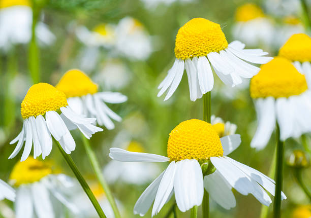 camomila alemã - chamomile plant german chamomile summer green imagens e fotografias de stock