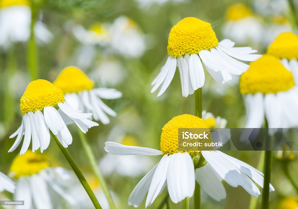 Немецкий chamomile - Стоковые фото Ромашка - Цветы в зонах с умеренным климатом роялти-фри