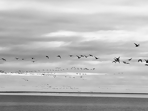 A flock of sea birds crossing over the North Sea at Northumberland