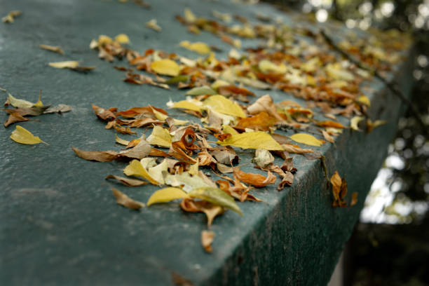 Yellow autumn fallen leaves lie on a roof, cloudy weather, outdoors, nature, seasons, paste text, close up