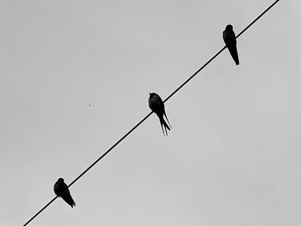 istock House Martins perched on a telephone cable 1700895869