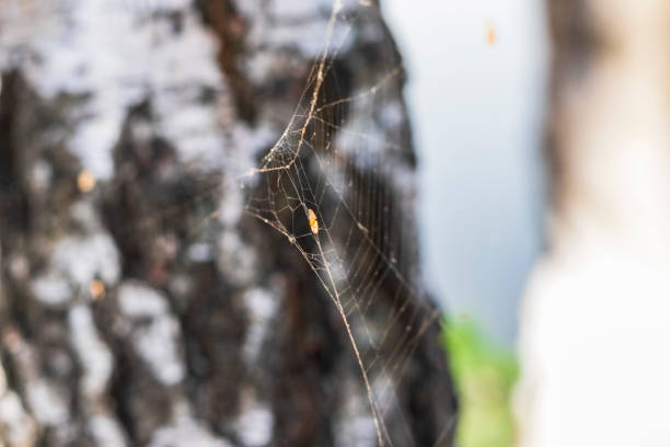 istock Close up shot of the spider web. Nature 1700898711
