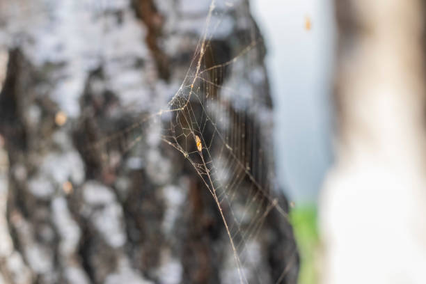 istock Close up shot of the spider web. Nature 1700898739