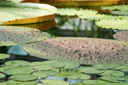 floating leaves of various water lilies in the exposition of the botanical garden