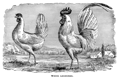 Engraving of white leghorn chickens in farm yard. In Cyclopedia of Live Stock 1881.