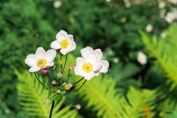 istock pale pink anemone flowers close-up on a blurred natural background 1700906337