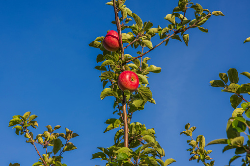 Beautiful view of red apples on apple tree on blue sky background.
