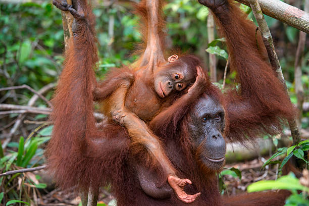 엄마와 아기 orang utan 열대 우림 속, 야생 슛 - young animal orangutan mother ape 뉴스 사진 이미지