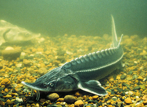 Fish. Sturgeon fish (fish farming). sturgeon fish stock pictures, royalty-free photos & images