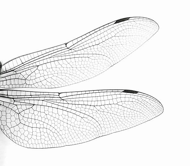 Dragonfly Wings Stock Photos, Pictures & Royalty-Free Images - iStock