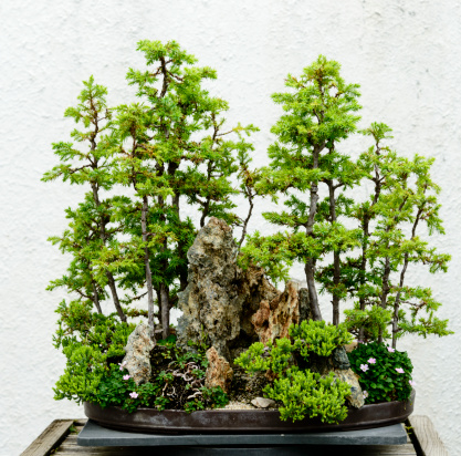 Bonsai tree grove in ceramic pot.