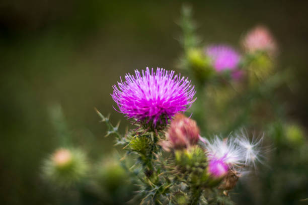 istock Close up shot carduus acanthoides plant. Nature 1700916764