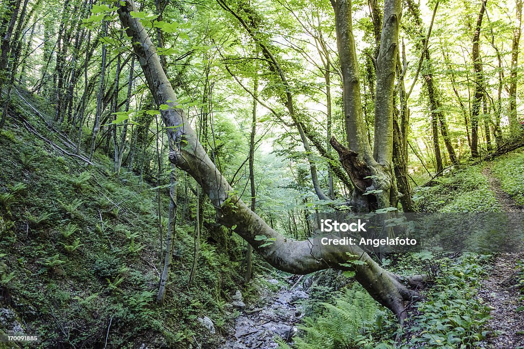 Bosque de mañana, luz - Foto de stock de Aire libre libre de derechos