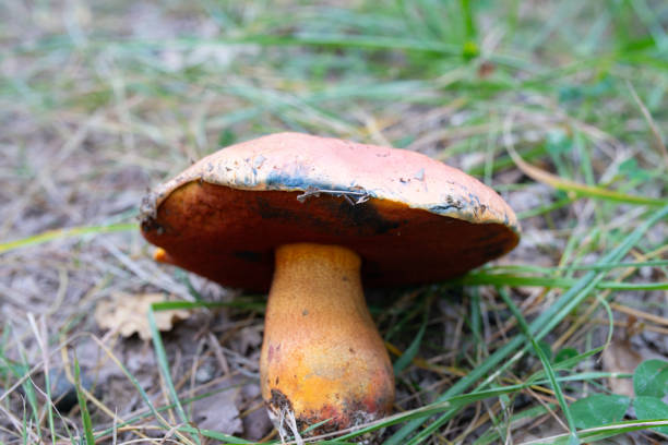 istock Lurid bolete in forest grass 1700929153