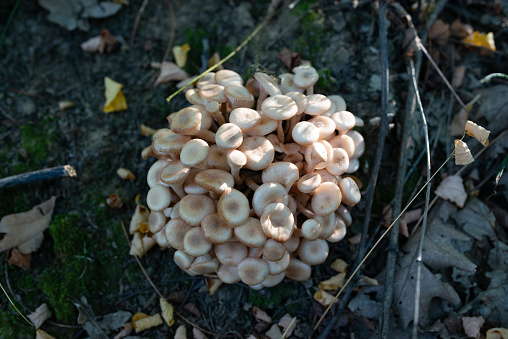 Group of Armillaria tabescens mushrooms. Top view image.
