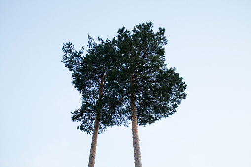two pine trees embrace each other in the sky of the white nights