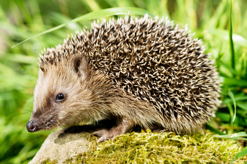 Hedgehog sitting on a stone and looking at the camera. XXXL (Canon Eos 1Ds Mark III)