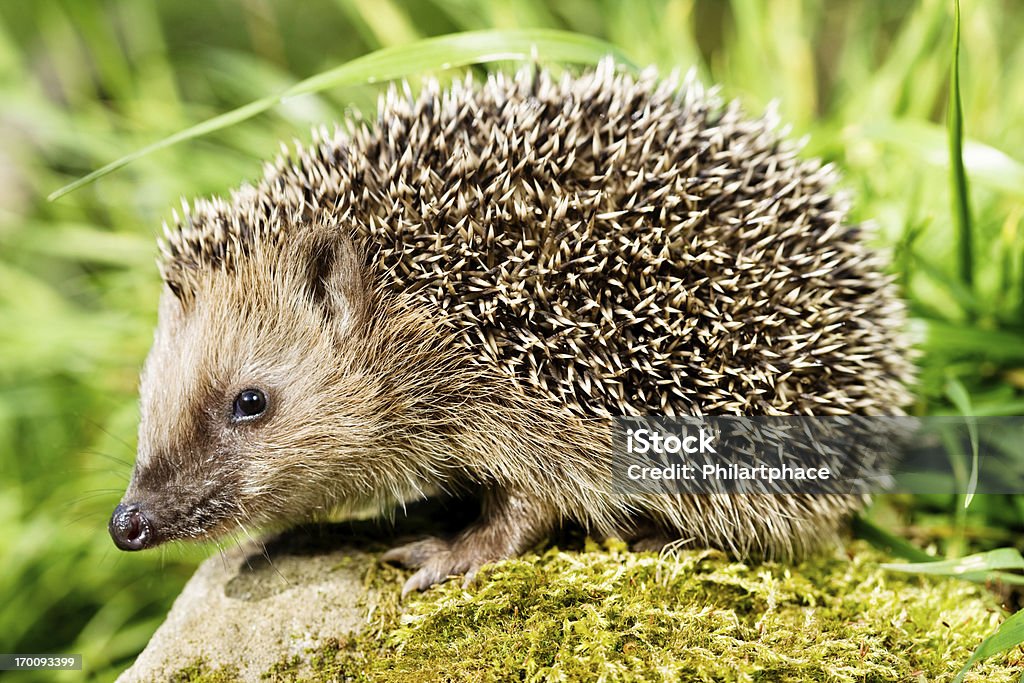 hedgehog Hedgehog sitting on a stone and looking at the camera. XXXL (Canon Eos 1Ds Mark III) Hedgehog Stock Photo