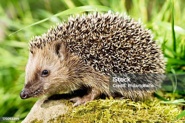Hedgehog Stock Photo - Download Image Now - Hedgehog, Outdoors, Animals In The Wild