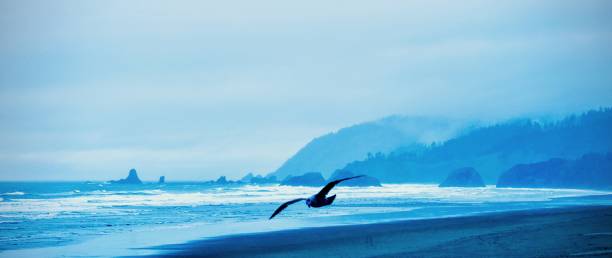 istock Morning Fog in Oregon 1700936299