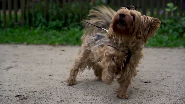 Cute Yorkshire terrier looks into frame and barks on leash from his owner in evening in park or garden. Concept of pets, active lifestyle, love of animals, pets. Evening walk with dog in city park