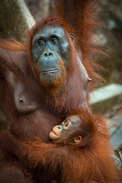 엄마와 아기 orang utan 열대 우림 속, 야생 슛 - young animal orangutan mother ape 뉴스 사진 이미지