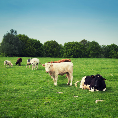 Cows in the pasture  in Flanders,Belgium .