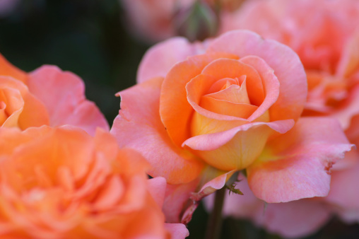 Orange tea roses.
