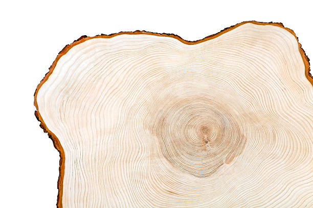 cros sección de madera - tree ring fotografías e imágenes de stock