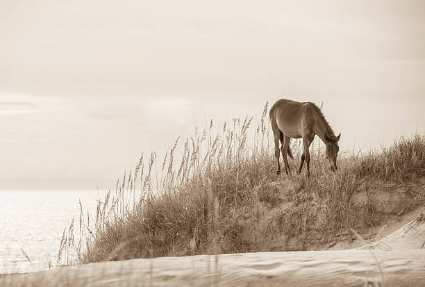 istock Wild Horse on the Outer Banks 170094053