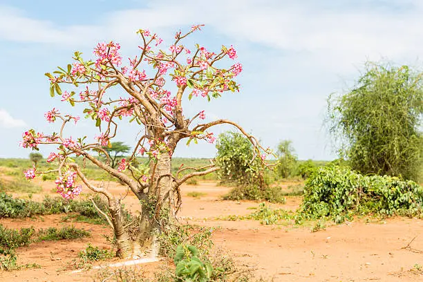 Beautiful bottle tree, desert rose full of pink flowers against blue sky. Ethiopia. Africa