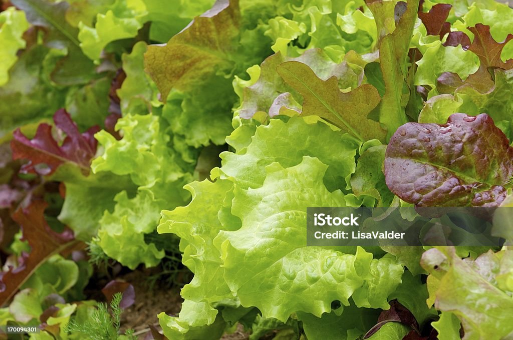 Mélange de salade verte - Photo de Aliment libre de droits