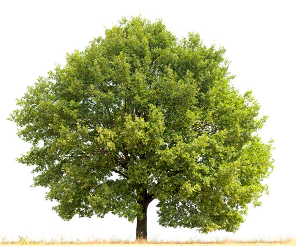istock English Oak (Quercus robur) in summer isolated on white. 170094558