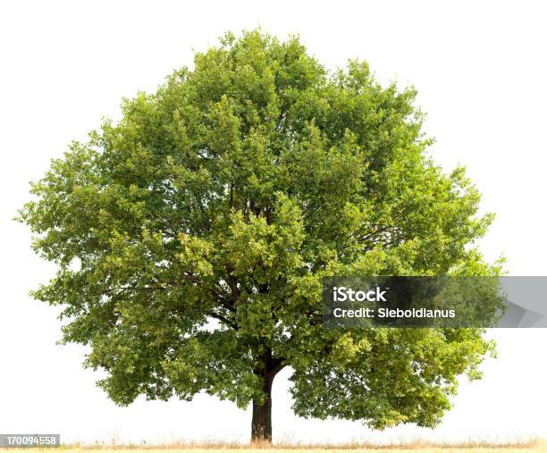 English Oak In Summer Isolated On White Stock Photo - Download Image Now