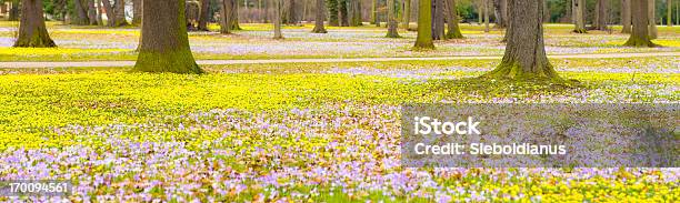 Spring Flowers In Park Panoramic Stock Photo - Download Image Now