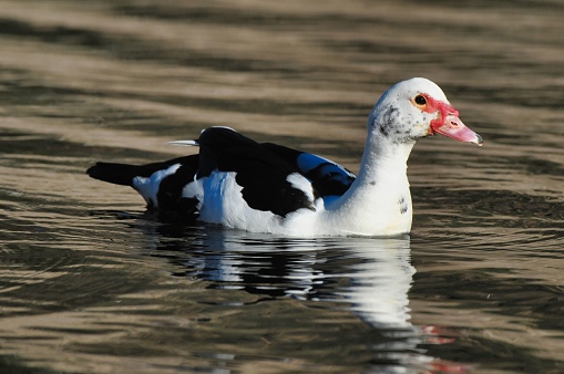 duck on water, photo as a background