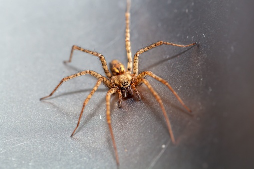 Macro photo of a charcoal spider, Tegenaria ferruginea