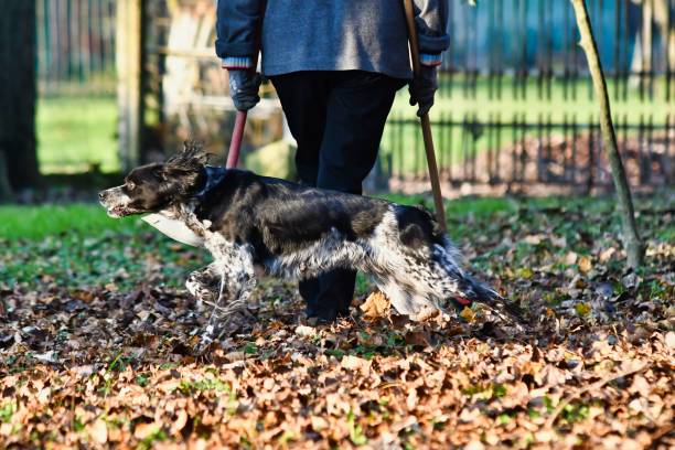 istock dog in park, photo as a background 1700946711