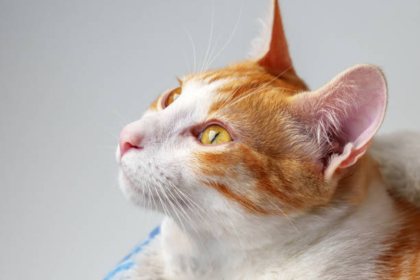 istock Adorable cute young ginger cat looking curiously while lying on a pet bed 1700946745