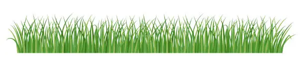 Vector illustration of Grass border, meadow green grass