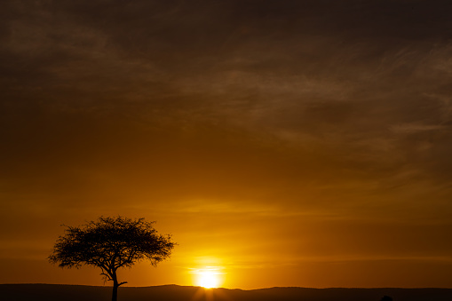 Sunrise with Acacia Tree in Masai Mara