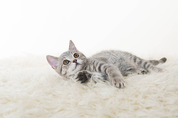 gray cat - gato de pelo corto fotografías e imágenes de stock