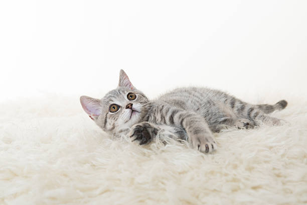 gray cat British sort hair kitten on white background shorthair cat stock pictures, royalty-free photos & images