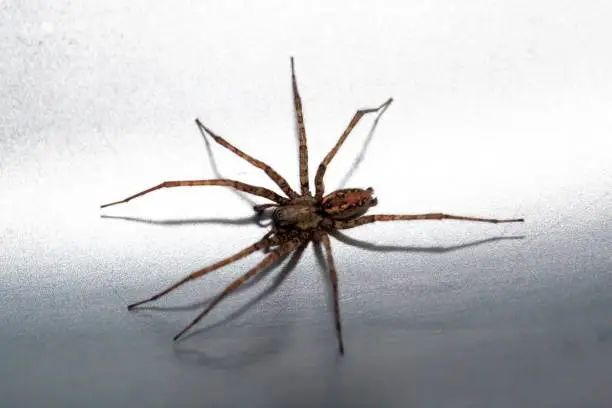 Photo of Charcoal spider, Tegenaria ferruginea