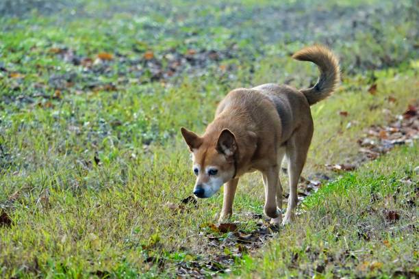 istock dog on grass, photo picture digital image 1700948533