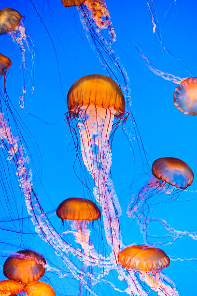 Jellyfish Jellyfish floating, vibrant orange, pink and blue colors. jellyfish stock pictures, royalty-free photos & images