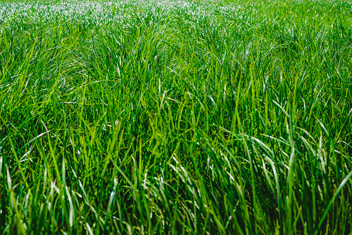 the green grass with wildflowers, close view