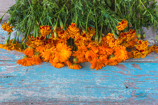 Frame of orange marigold flowers on the old blue paint wooden background; copy space